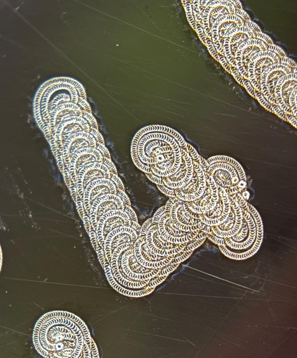 Macro dell'incisione laser sulla targhetta del microchip Chanel, in luce radente